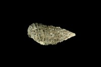 藏品(白葚蟹守螺)的圖片